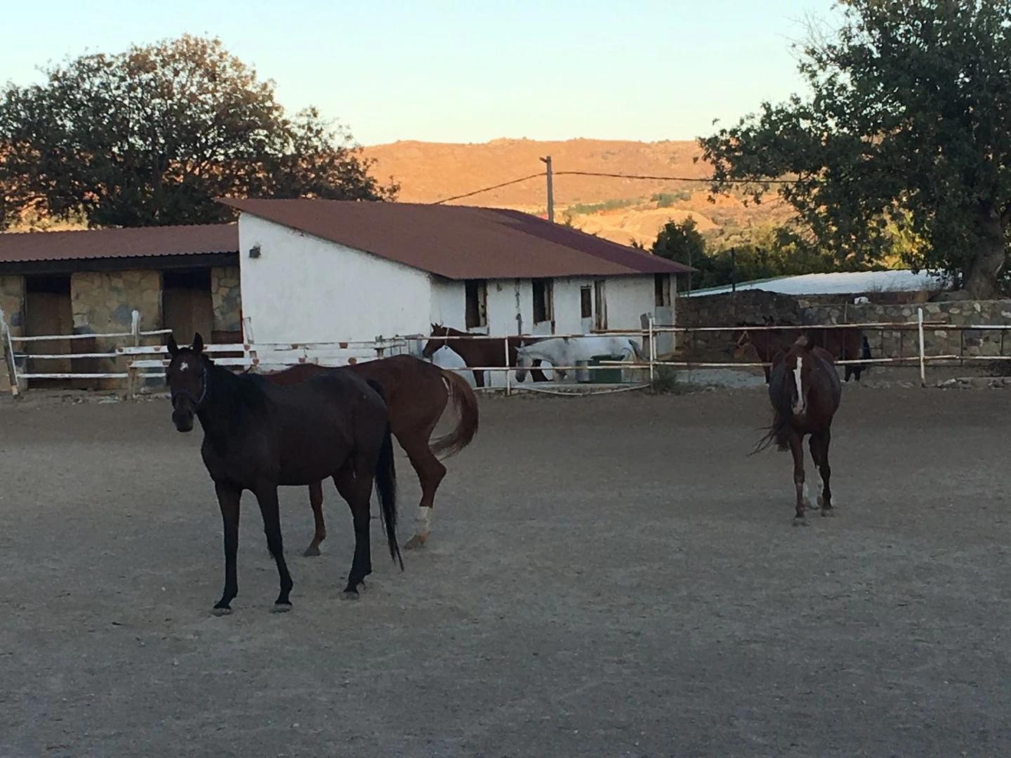 Horse Riding - 5